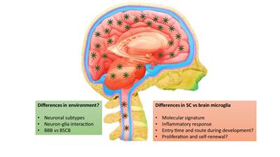 Differences of Microglia in the Brain and the Spinal Cord